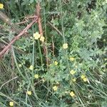 Potentilla erecta 整株植物