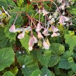 Begonia minor Flor