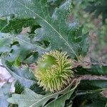 Quercus cerris Fruit