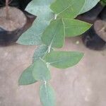 Eucalyptus cinerea 葉