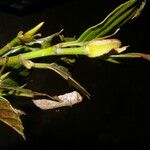 Ticodendron incognitum Fruto