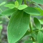 Hypericum tetrapterum Leaf