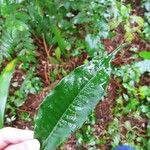 Lecythis zabucajo Leaf