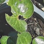 Asarum europaeum 葉