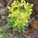 Euphorbia regis-jubae Flor