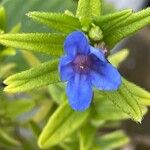 Glandora prostrata 花