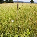 Veratrum nigrum Blatt