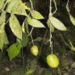 Preslianthus pittieri Fruit