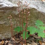 Corallorhiza wisteriana 形態