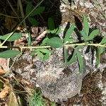 Cytisus nigricans Leaf