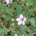 Erodium lebelii Deilen