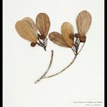 Coussapoa trinervia 果實