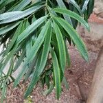 Podocarpus neriifolius Листок