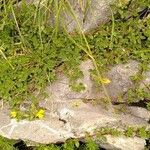 Ononis striata Flower