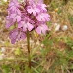 Anacamptis pyramidalisКветка