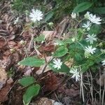 Stellaria pubera عادت