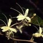 Capparis quiniflora Flor