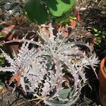 Dyckia encholirioides Hoja