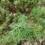 Juniperus communisFeuille