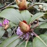 Rhododendron catawbiense Ostatní