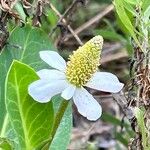 Anemopsis californica Flor