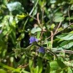 Cyanotis axillaris Floro
