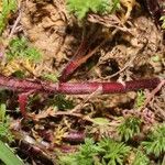 Spartina maritima Leaf