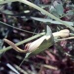 Aristolochia pallida 花