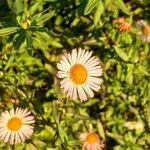 Erigeron karvinskianus Flower