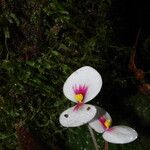 Begonia lacunosa Flower