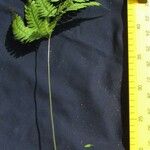 Pteris quadriaurita Beste bat
