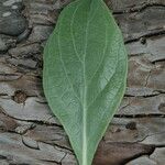 Heliotropium arboreum Blatt