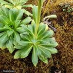 Lobelia stricta Yaprak