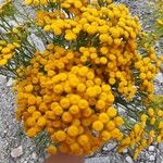 Tanacetum vulgareКвітка