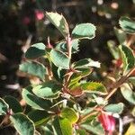 Berberis aetnensis برگ