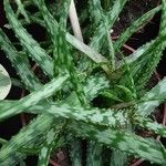 Aloe greenii 葉