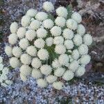 Seseli gummiferum 花