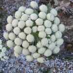 Seseli gummiferum Flower