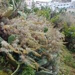 Artemisia arborescens 形态