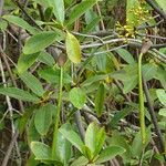 Rhizophora racemosa Плод