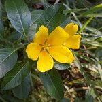 Ludwigia peploides Fula