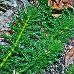 Myriophyllum verticillatum Лист