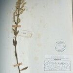 Isodon ternifolius Otro