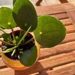 Pilea peperomioides Leaf