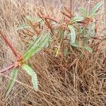 Corchorus trilocularis Blad