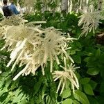 Aruncus dioicusFlower