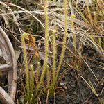 Drosera filiformis Συνήθη χαρακτηριστικά