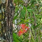 Melaleuca viminalisFlower