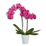 Phalaenopsis spp.ᱵᱟᱦᱟ