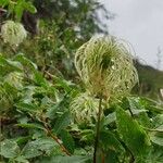 Clematis lasiantha Fruto